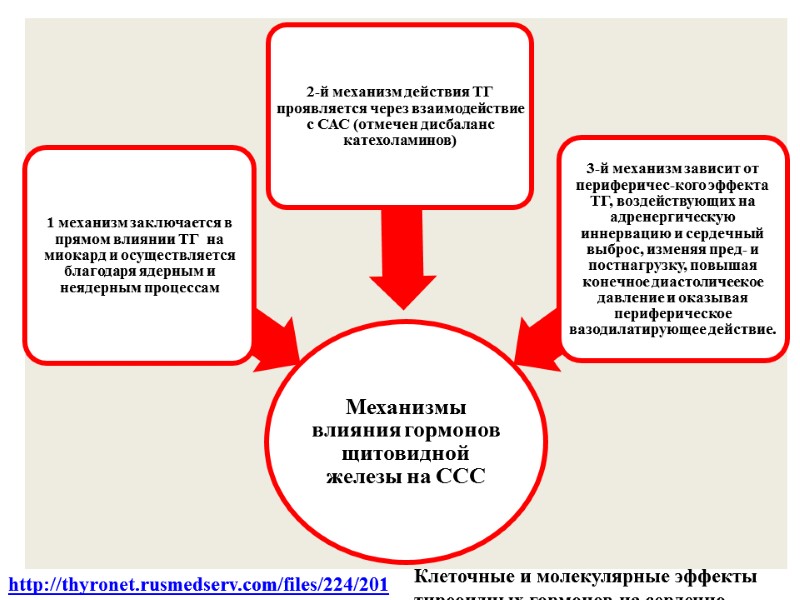 http://thyronet.rusmedserv.com/files/224/2013_03   Thyroid international 3 – 2013    Клеточные и молекулярные